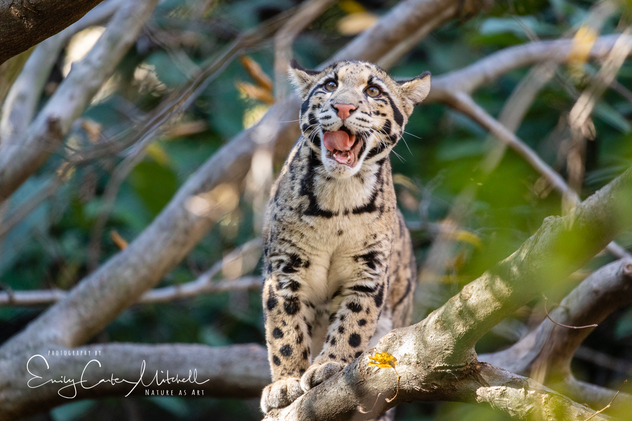 シム・シメール、【THE LITTLE CLOUDED LEOPARD】 シム・シメール、【THE LITTLE CLOUDED LEOPARD】