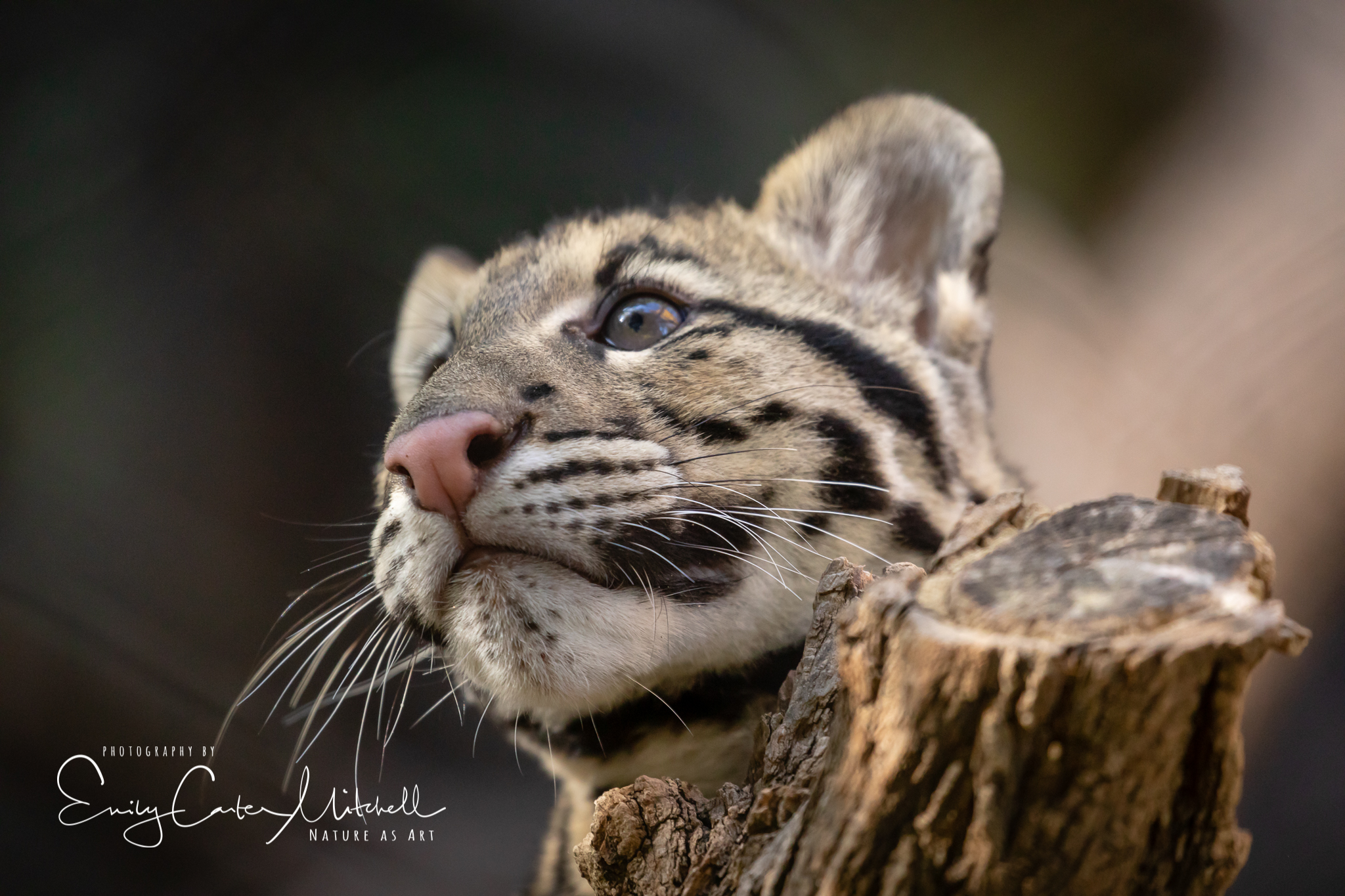 Clouded Leopard Cubs at the National Zoo – Emily Carter ~ Nature